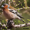 Common Chaffinch range map