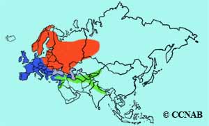 Common Chaffinch range