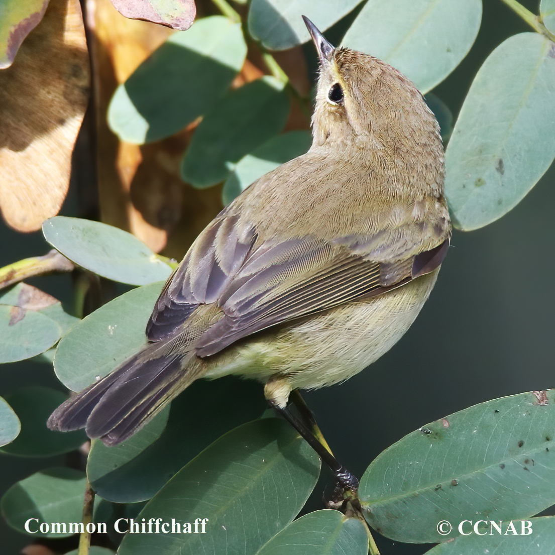 Common Chiffchaff