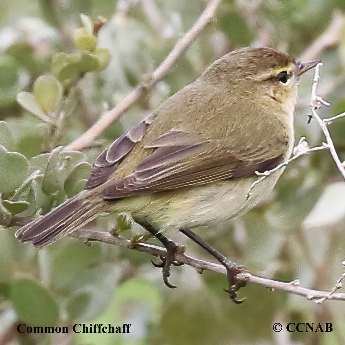 Common Chiffchaff