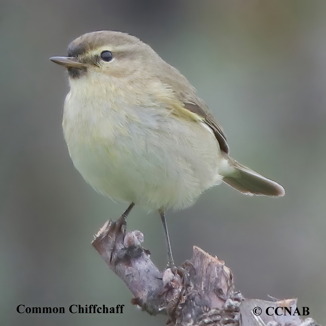 Common Chiffchaff