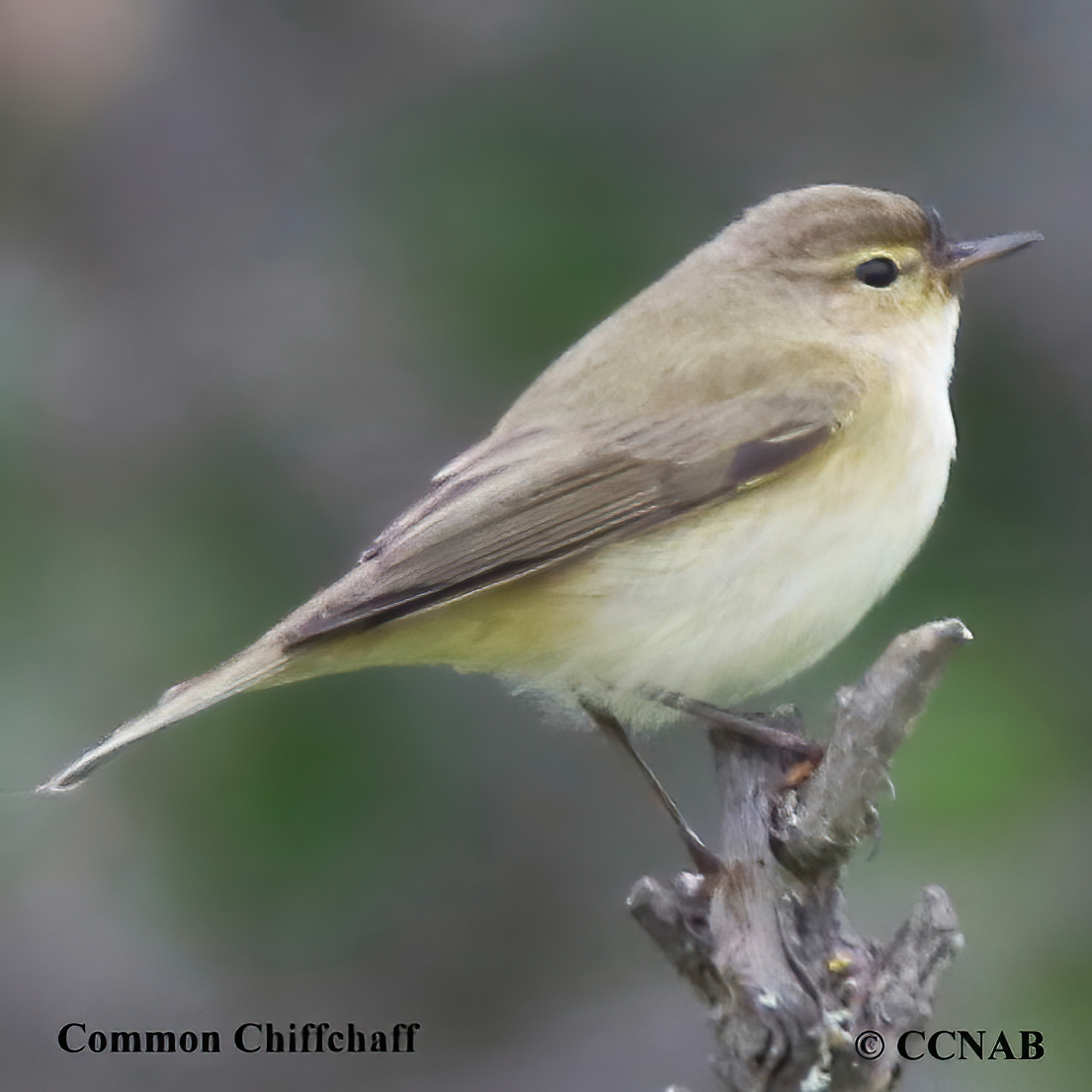 Common Chiffchaff