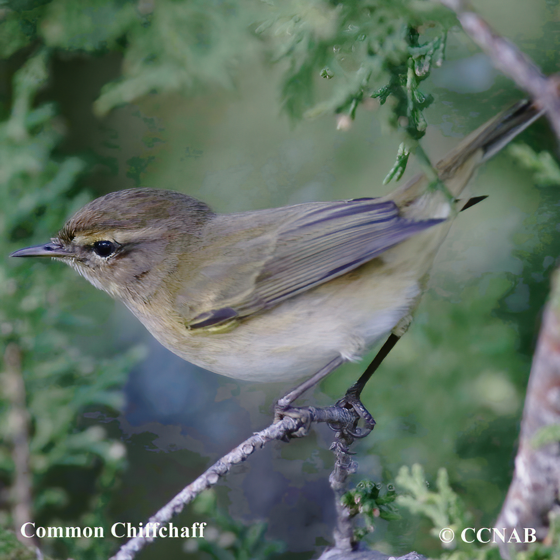 Chestnut-sided Warbler