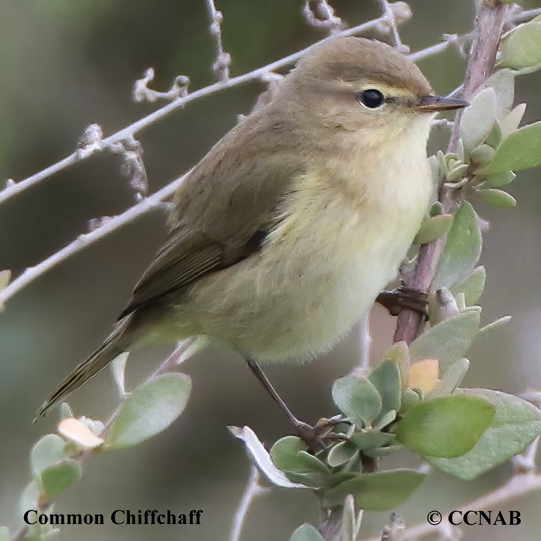 Common Chiffchaff