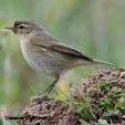 Common Chiffchaff