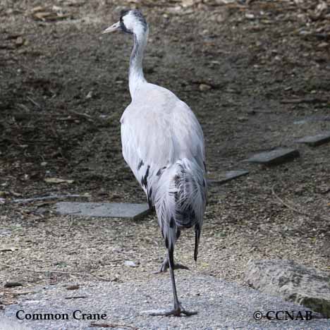 Common Crane