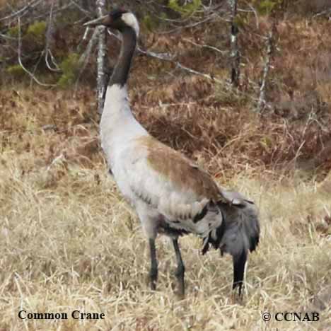 Common Crane