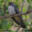 Common Cuckoo range map