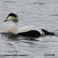 Common Eider Atlantic (sub-species) range map