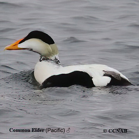 Birds of North America