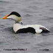 Common Eider Pacific (sub-species) range map