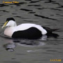 Common Eider