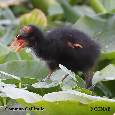 Common Gallinule