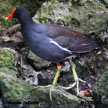 Common Gallinule range map