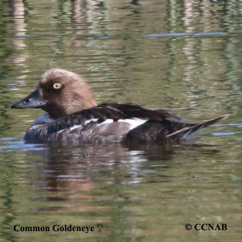 Common Goldeneye