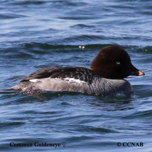 Common Goldeneye