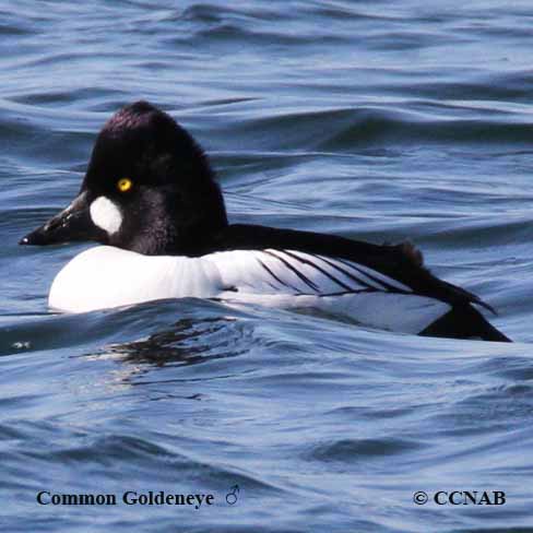 Common Goldeneye