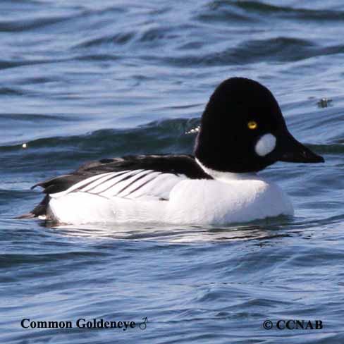 Common Goldeneye