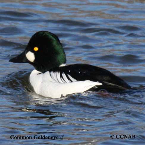 Common Goldeneye  Audubon Field Guide