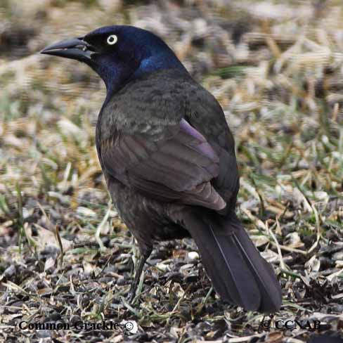 Common Grackle