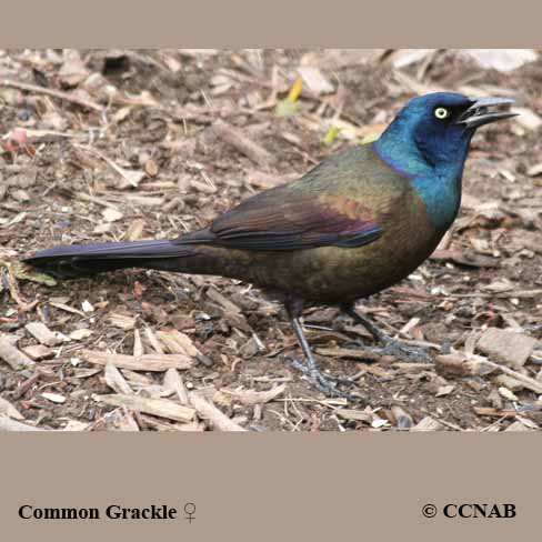 Common Grackle