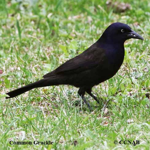 Common Grackle