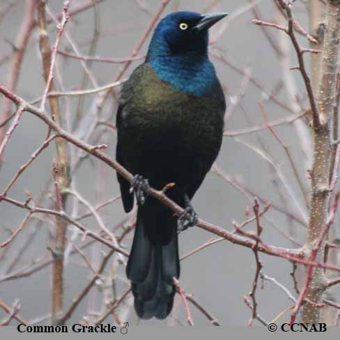 Common Grackle