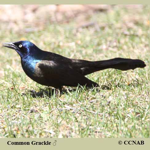 Common Grackle