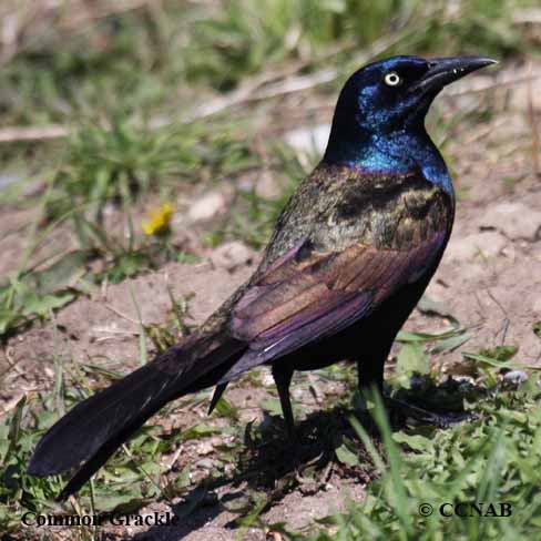 Common Grackle