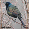 Common Grackle range map