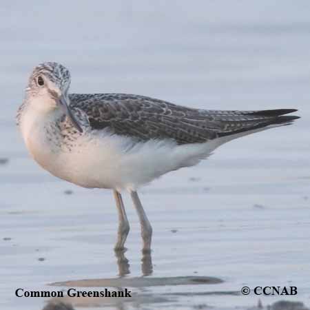 Common Greenshank