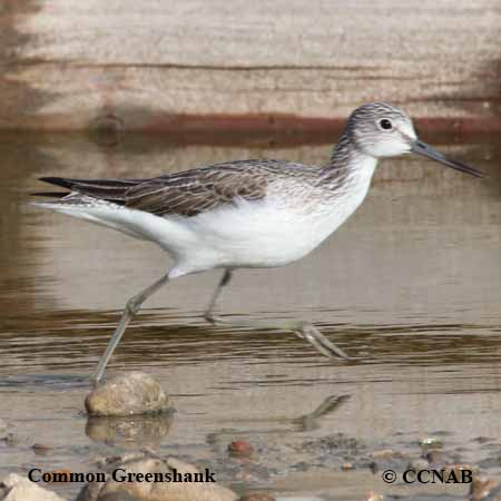 Common Greenshank