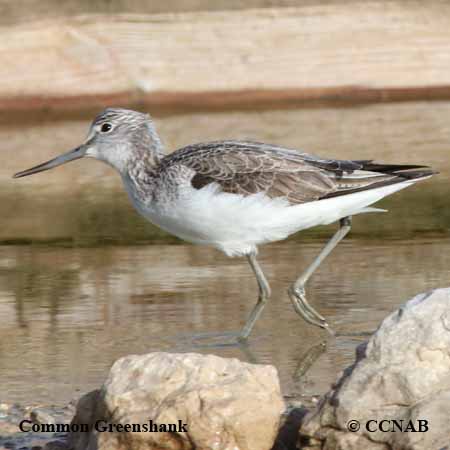 Common Greenshank