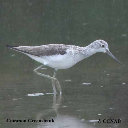 Common Greenshank