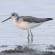 Common Greenshank range map