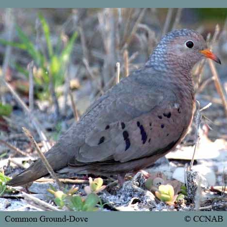 Birds of North America