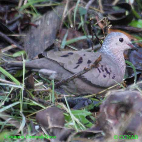 Common Ground-Dove