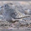 Common Ground-Dove range map