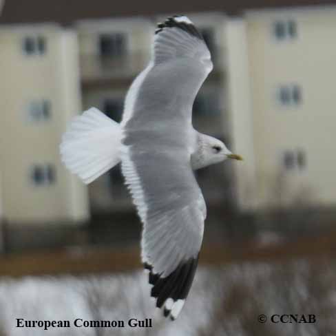 Common Gull