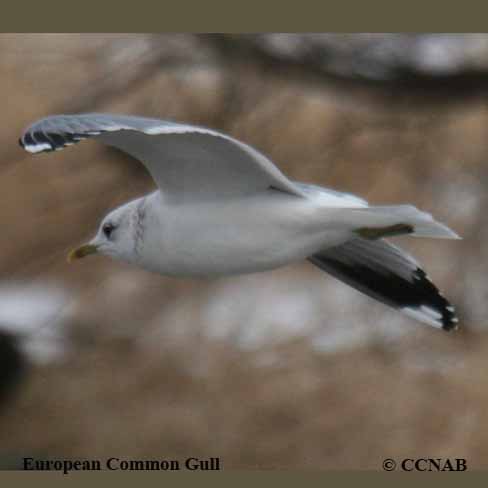 Common Gull