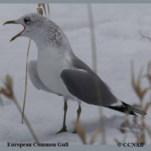 Birds of North America