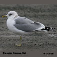 Common Gull range map