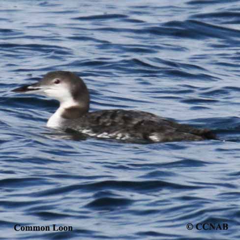 Common Loon