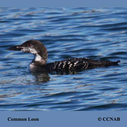 Common Loon