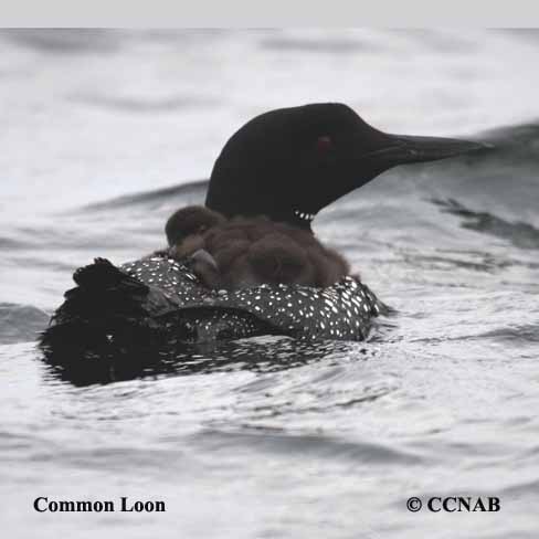 Common Loon