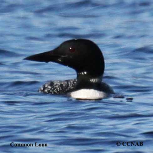 Common Loon