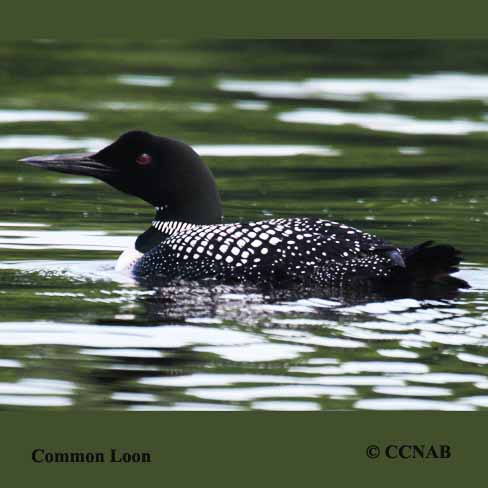 Common Loon