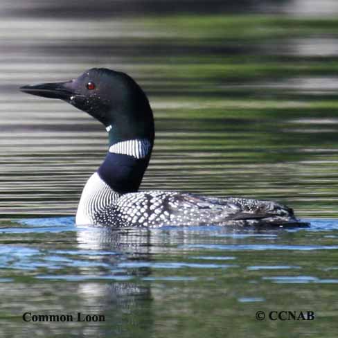 Birds of North America