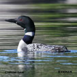 Common Loon range map