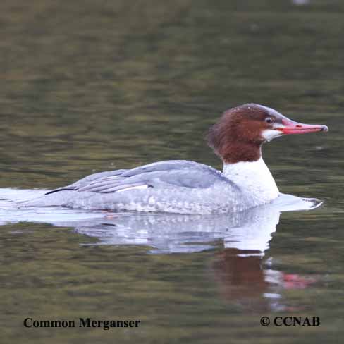 Common Merganser